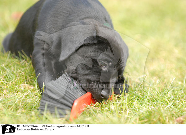 Labrador Retriever Welpe / Labrador Retriever Puppy / MR-03944