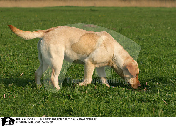 schnuppernder Labrador Retriever / snuffling Labrador Retriever / SS-19687