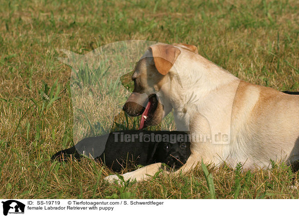 Labrador Retriever Hndin mit Welpe / female Labrador Retriever with puppy / SS-19719