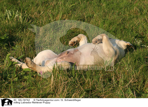 Labrador Retriever Welpe / Labrador Retriever Puppy / SS-19742