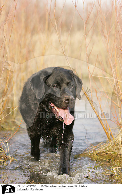 Labrador Retriever / Labrador Retriever / KL-03206