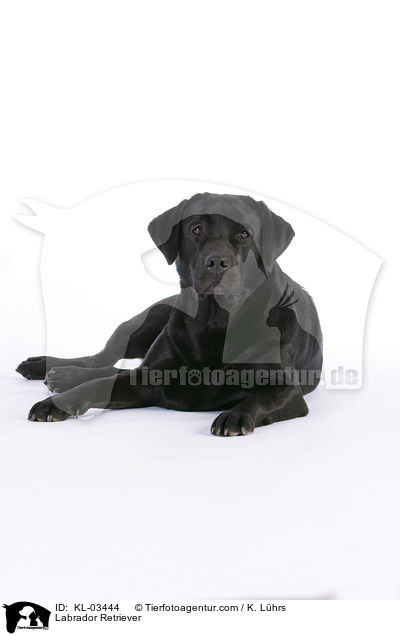 Labrador Retriever / Labrador Retriever / KL-03444