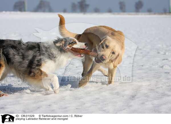 spielender Labrador Retriever und Aussie-Border-Mix / playing Labrador Retriever and mongrel / CR-01029