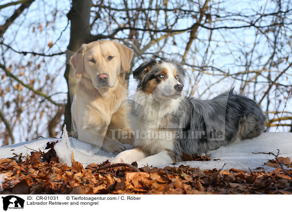 Labrador Retriever und Aussie-Border-Mix / Labrador Retriever and mongrel / CR-01031