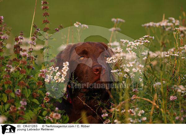 junger Labrador Retriever / young Labrador Retriever / CR-01263