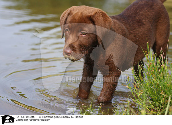 Labrador Retriever Welpe / Labrador Retriever puppy / CR-01295