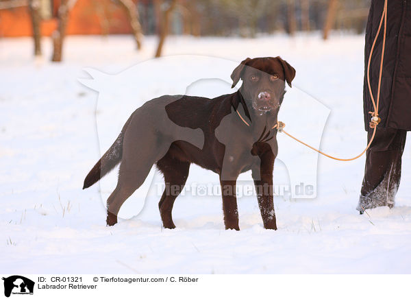 Labrador Retriever / Labrador Retriever / CR-01321