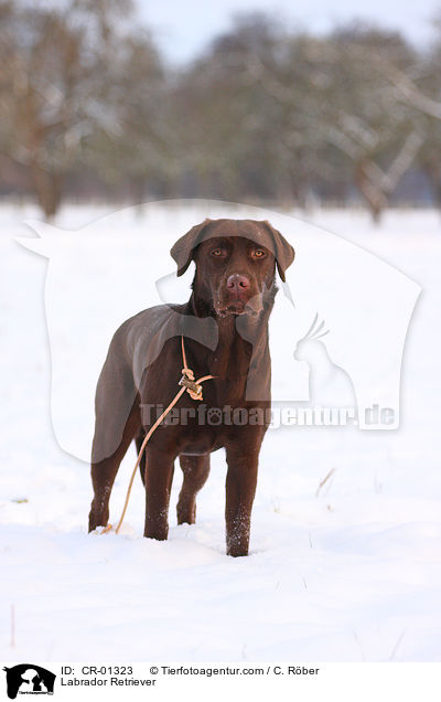 Labrador Retriever / Labrador Retriever / CR-01323