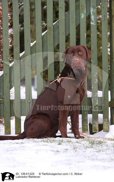 Labrador Retriever / Labrador Retriever / CR-01325