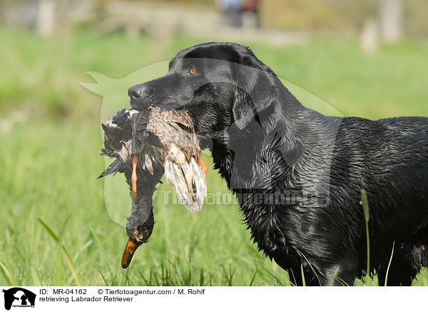 Labrador Retriever apportiert Ente / retrieving Labrador Retriever / MR-04162