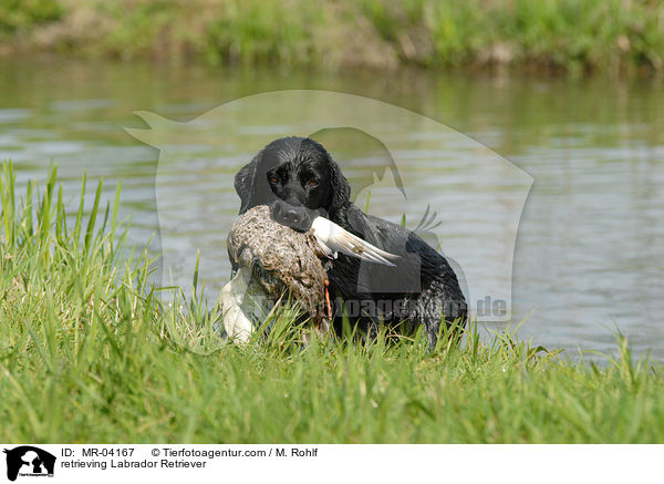 Labrador Retriever apportiert Ente / retrieving Labrador Retriever / MR-04167
