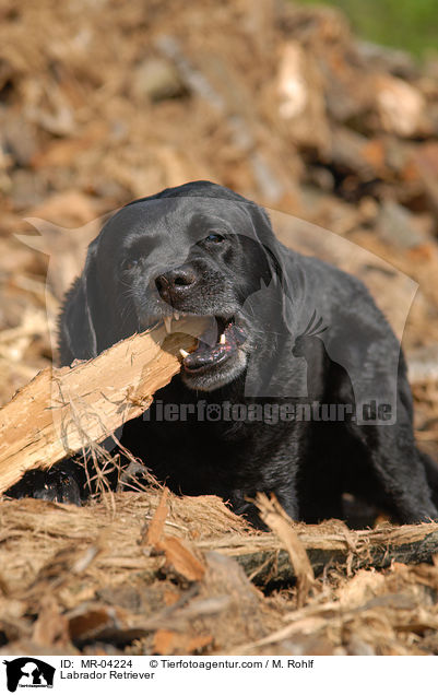 Labrador Retriever / Labrador Retriever / MR-04224