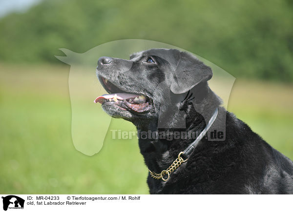 alter, dicker Labrador Retriever / old, fat Labrador Retriever / MR-04233
