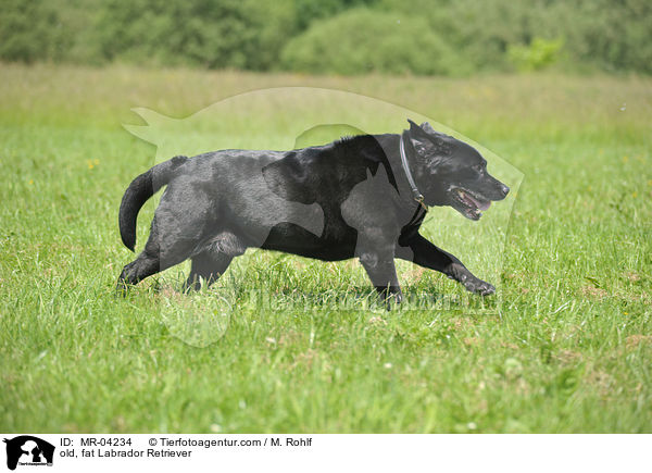 alter, dicker Labrador Retriever / old, fat Labrador Retriever / MR-04234