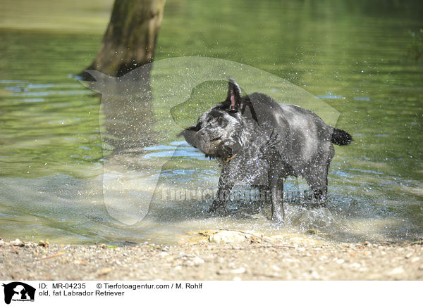 alter, dicker Labrador Retriever / old, fat Labrador Retriever / MR-04235