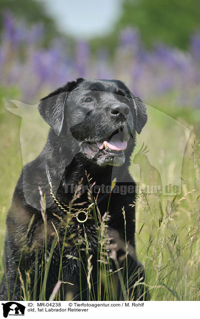 alter, dicker Labrador Retriever / old, fat Labrador Retriever / MR-04238