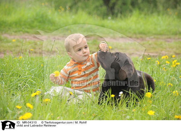 Kind und Labrador Retriever / child and Labrador Retriever / MR-04310