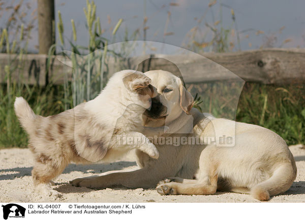 Labrador Retriever und Australian Shepherd / Labrador Retriever and Australian Shepherd / KL-04007