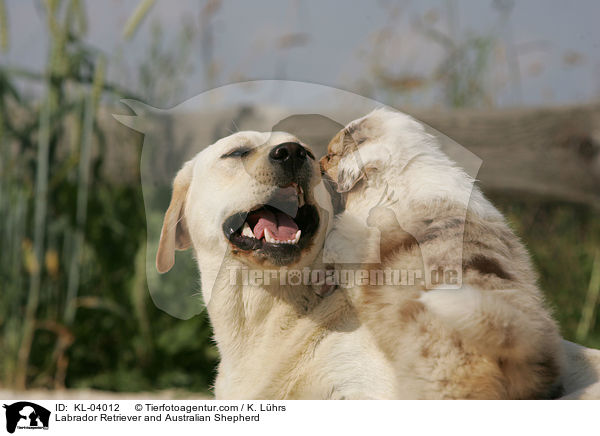 Labrador Retriever und Australian Shepherd / Labrador Retriever and Australian Shepherd / KL-04012