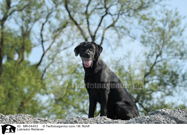 Labrador Retriever / Labrador Retriever / MR-04453