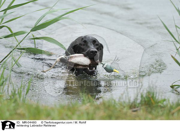 apportierender Labrador Retriever / retrieving Labrador Retriever / MR-04480