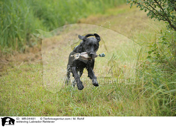 apportierender Labrador Retriever / retrieving Labrador Retriever / MR-04481