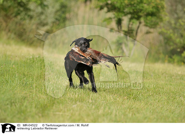 retrieving Labrador Retriever / MR-04522