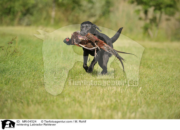 apportierender Labrador Retriever / retrieving Labrador Retriever / MR-04524