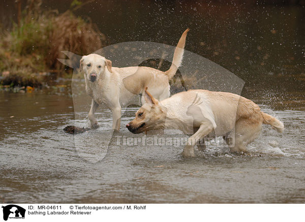 badende Labrador Retriever / bathing Labrador Retriever / MR-04611