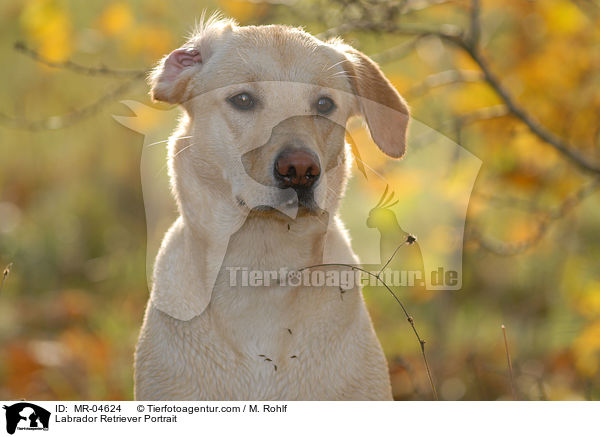 Labrador Retriever Portrait / Labrador Retriever Portrait / MR-04624