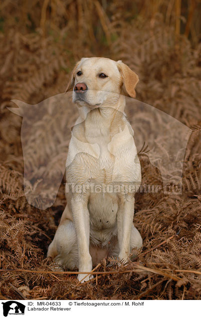 Labrador Retriever / Labrador Retriever / MR-04633