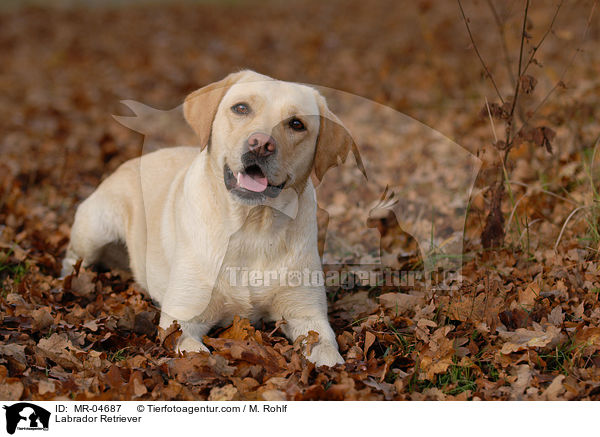 Labrador Retriever / MR-04687