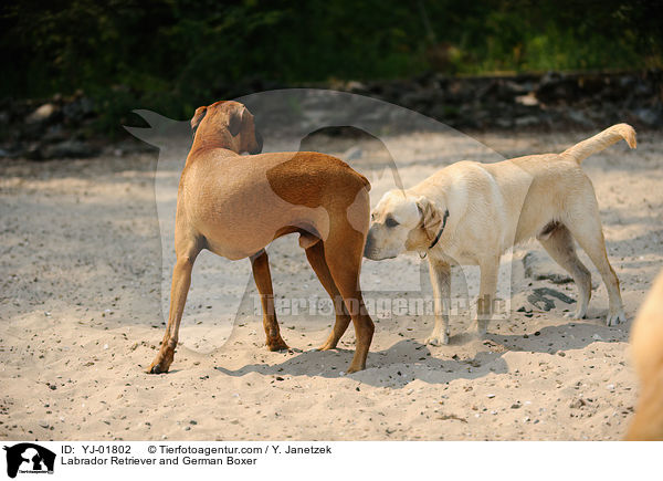 Labrador Retriever und Deutscher Boxer / Labrador Retriever and German Boxer / YJ-01802