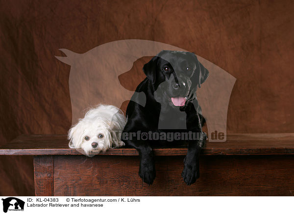 Labrador Retriever and havanese / KL-04383