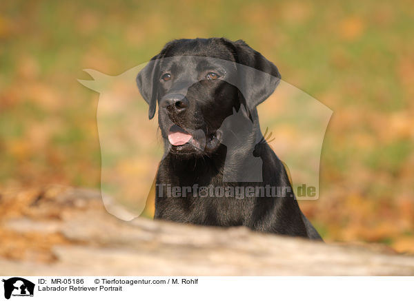 Labrador Retriever Portrait / Labrador Retriever Portrait / MR-05186