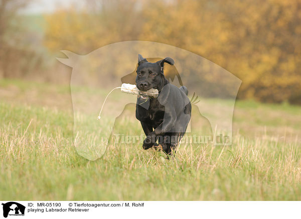 spielender Labrador Retriever / playing Labrador Retriever / MR-05190