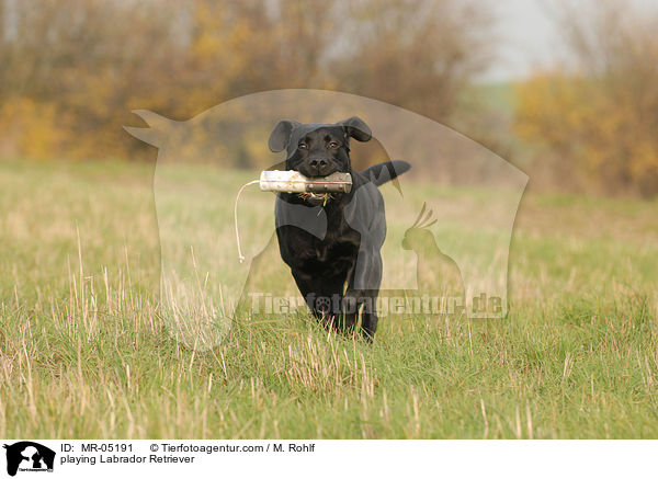 spielender Labrador Retriever / playing Labrador Retriever / MR-05191