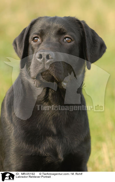 Labrador Retriever Portrait / Labrador Retriever Portrait / MR-05192