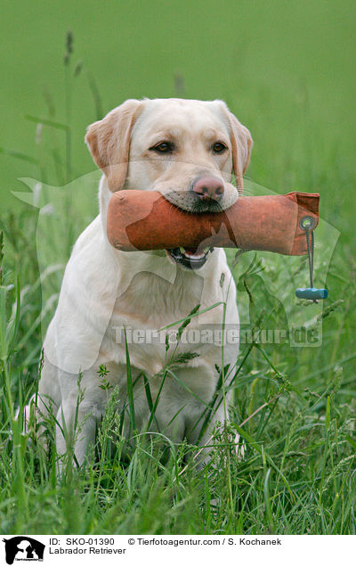 Labrador Retriever / Labrador Retriever / SKO-01390