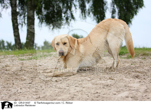 Labrador Retriever / Labrador Retriever / CR-01497