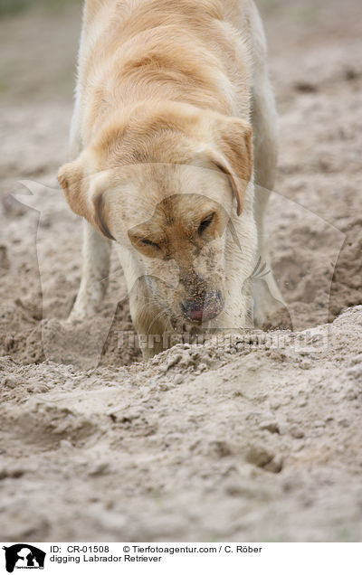 buddelnder Labrador Retriever / digging Labrador Retriever / CR-01508