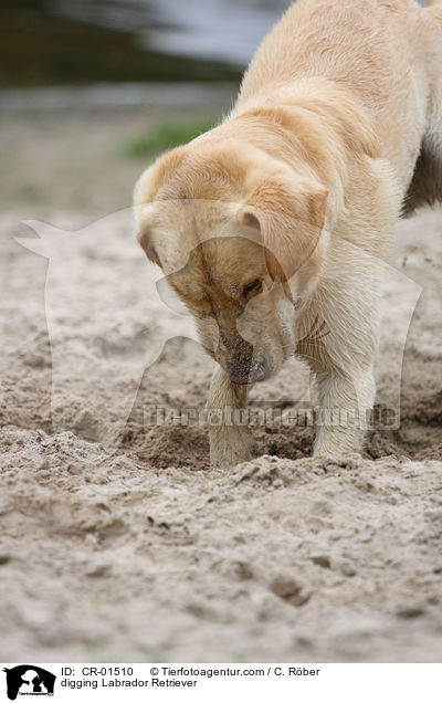 buddelnder Labrador Retriever / digging Labrador Retriever / CR-01510