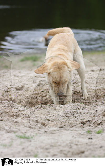 buddelnder Labrador Retriever / digging Labrador Retriever / CR-01511