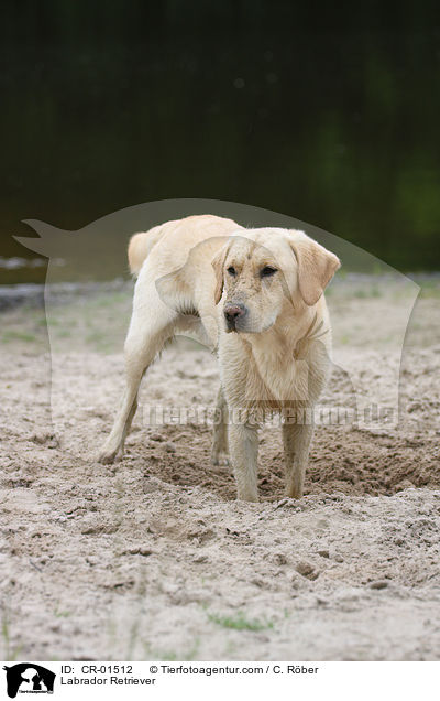 Labrador Retriever / Labrador Retriever / CR-01512