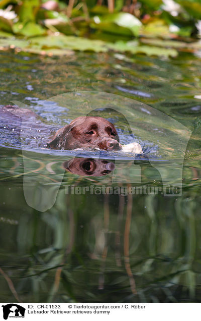 Labrador Retriever apportiert Dummy / Labrador Retriever retrieves dummy / CR-01533