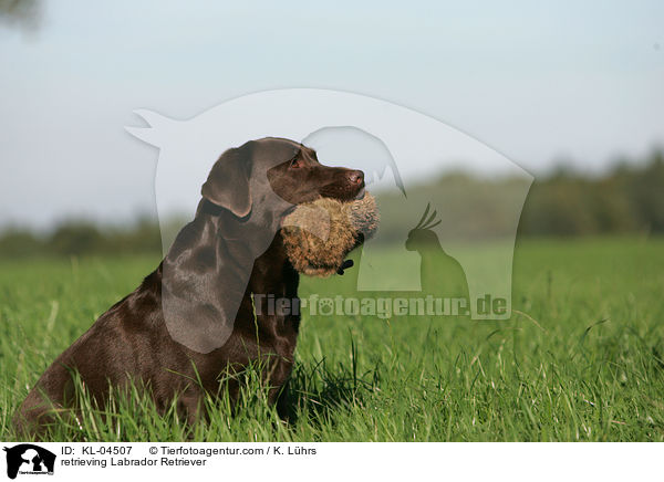 apportierender Labrador Retriever / retrieving Labrador Retriever / KL-04507