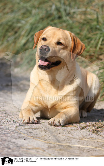 Labrador Retriever / DG-02698