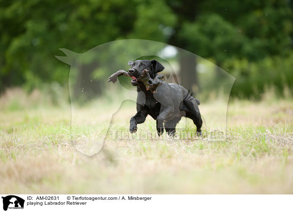 spielender Labrador Retriever / playing Labrador Retriever / AM-02631