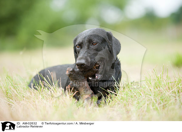 Labrador Retriever / Labrador Retriever / AM-02632