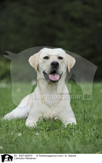 Labrador Retriever / Labrador Retriever / SST-06870